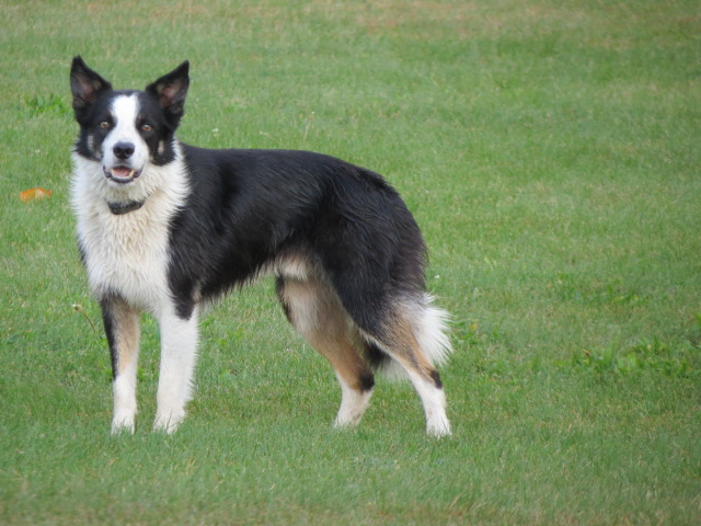 Blade, A Border Collie, Sheep And Goose Control Dog - Wild Goose Chase Ne